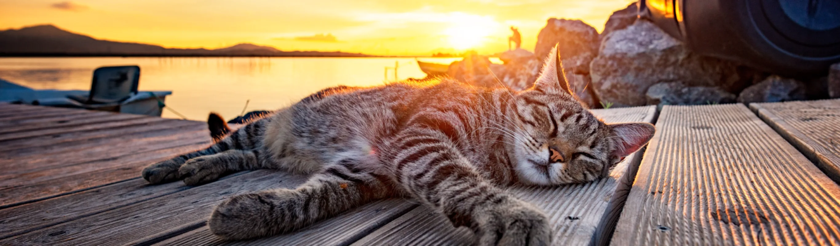 Cat laying on dock during sunset
